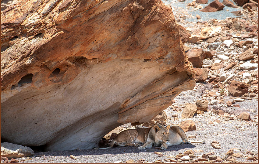 Wüstenlöwen, Namibia