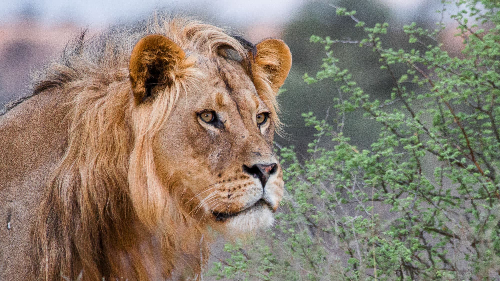 Ein junger Kalahari-Löwe blickt aufmerksam durch das frische Grün des Kgalagadi-Transfrontier-Parks - wild, wachsam und beeindruckend nah.