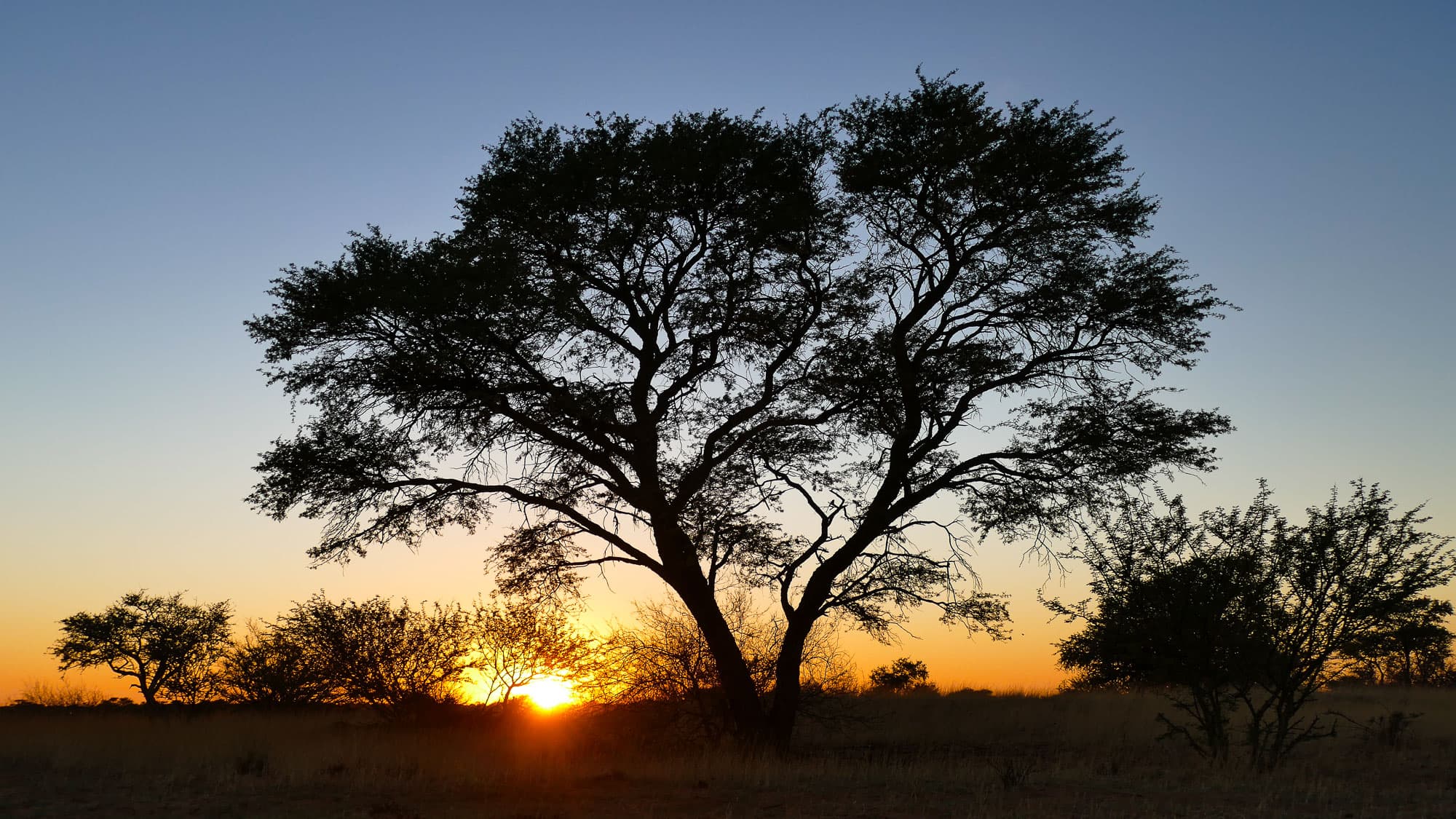 Wenn die Sonne hinter einer Akazie versinkt, wird Namibias Savanne zur großen Bühne - goldenes Licht, klare Silhouetten und afrikanische Weite.