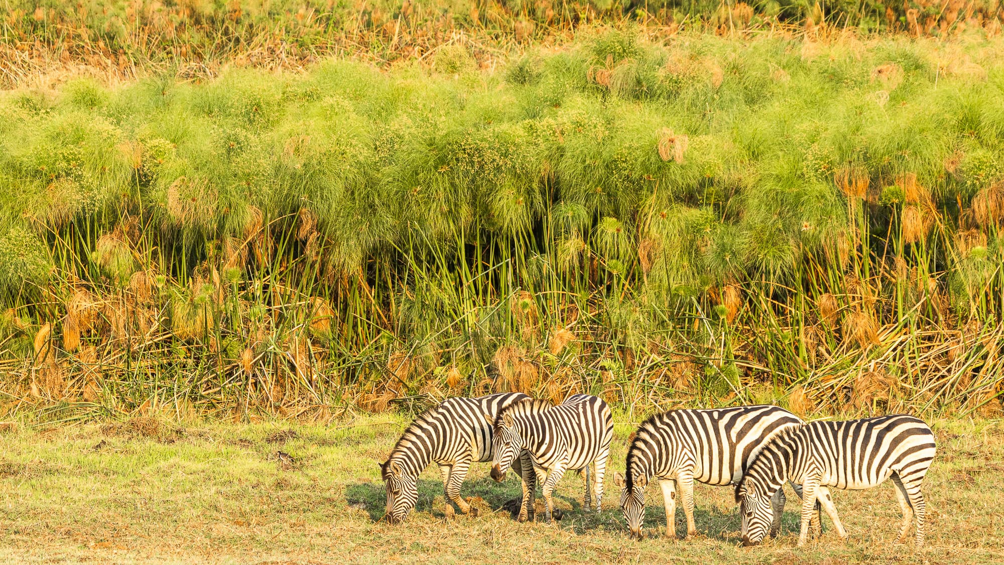Drei Zebras grasen am Rand des grünen Okavango-Deltas - Wasser, Wildnis und Tierwelt in perfekter Harmonie.