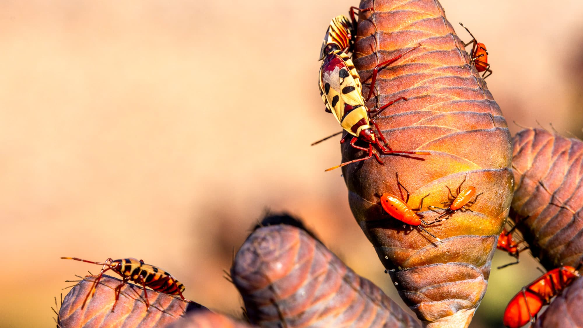 Farbenprächtige Wanzen krabbeln über die Blütenstände einer Welwitschia - kleines Leben auf einer der außergewöhnlichsten Pflanzen der Namib.