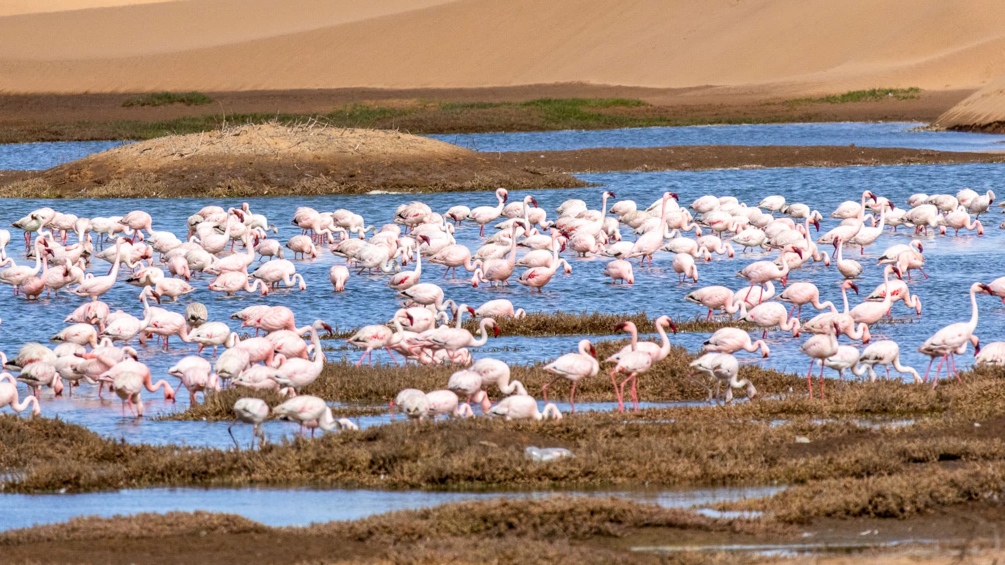 Hunderte Flamingos färben die Lagune von Walvis Bay rosa - ein lebendiges Naturschauspiel an Namibias rauer Atlantikküste.