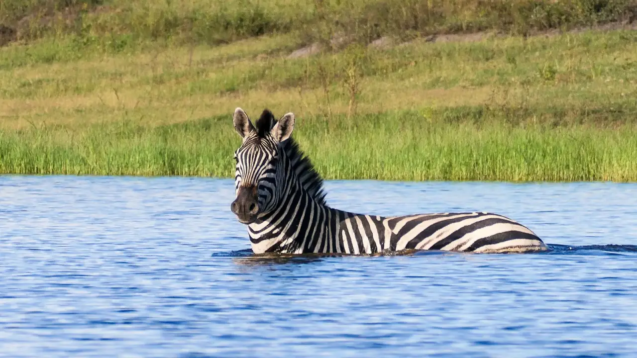 Titelbild von Maike - zebraStute