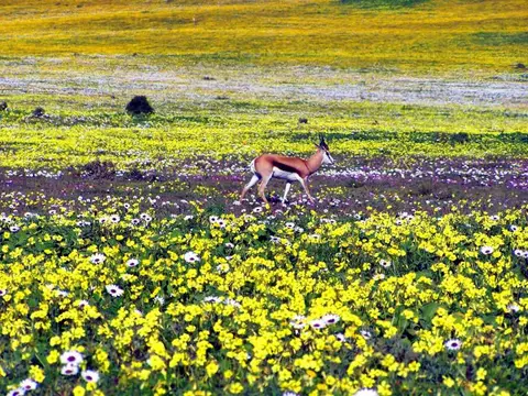 WestCoastNP1.jpg