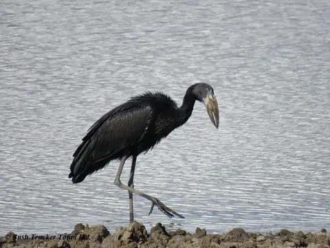 Open-billedStork.jpg
