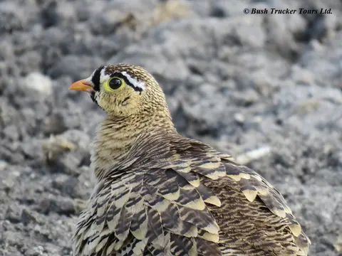 Black-facedSandgrouse.jpg