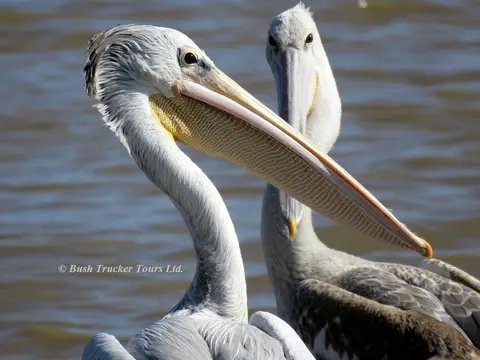 Pink-backedPelican.jpg