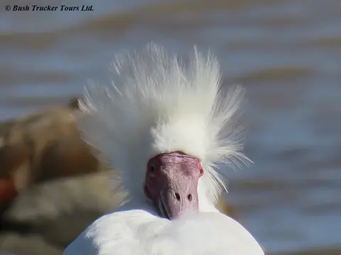 AfricanSpoonbill.jpg