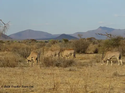 BeisaOryx1-2.jpg
