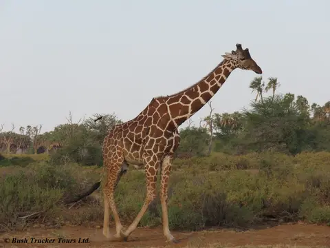 ReticulatedGiraffe1.jpg