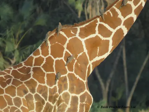 ReticulatedGiraffe2.jpg