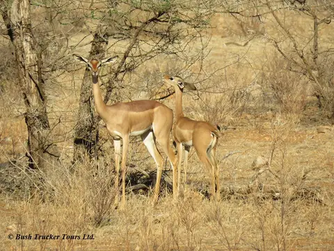 Gerenuk1-2.jpg