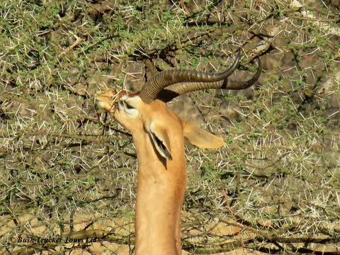 Gerenuk2.jpg