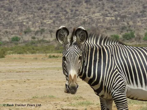 GrevyZebra1.jpg