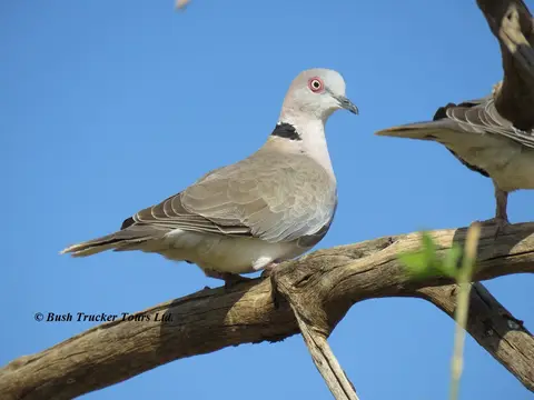 AfricanMourningDove.jpg