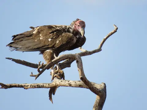 Lappet-facedVulture.jpg