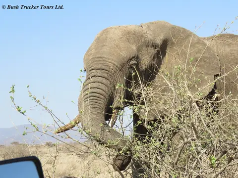 Elefant.jpg