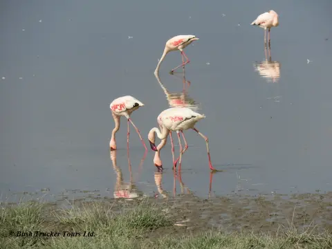LesserFlamingos.jpg