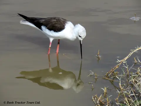 Black-wingedStilt.jpg