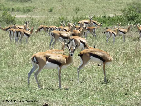 ThomsonGazelles1.jpg