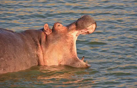 Botswana_Khwai_027.jpg