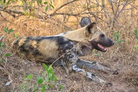 Botswana_Khwai_044.jpg