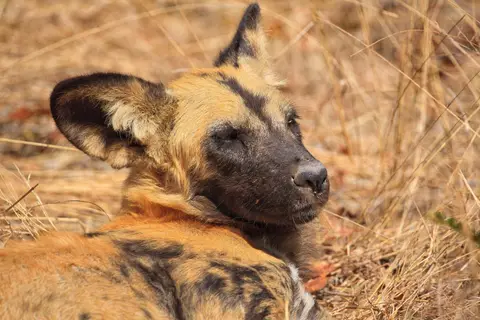 Botswana_Khwai_013.jpg