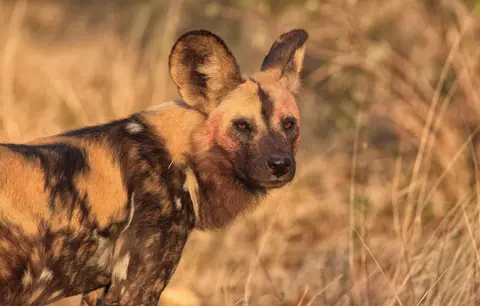 Botswana_Khwai_069.jpg