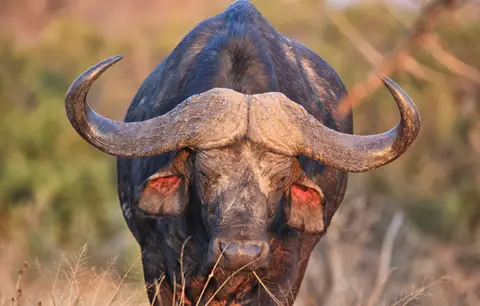 Botswana_Khwai_050.jpg