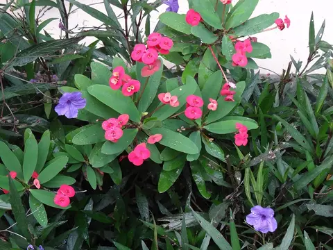 DSC08043.JPG