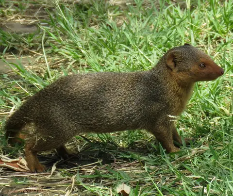DwarfMongoose.jpg