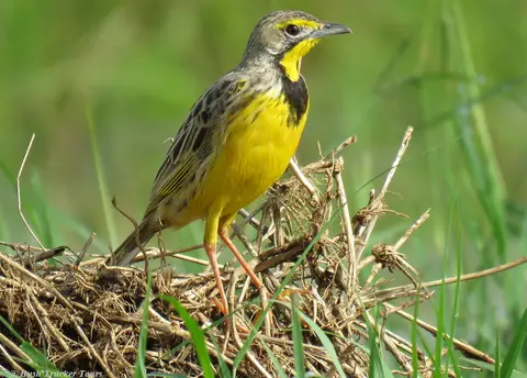 Yellow-throatedLongclaw.jpg