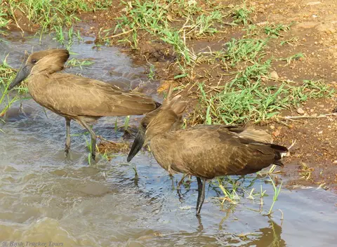 Hamerkop.jpg