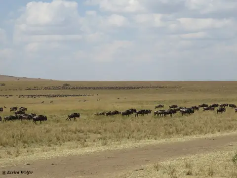 Gnus2.jpg