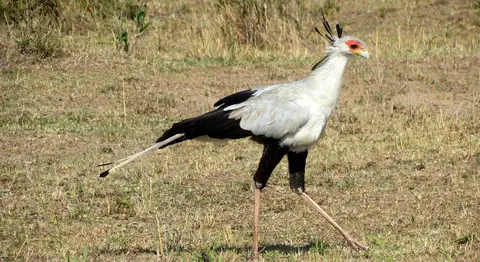 Secretarybird.jpg