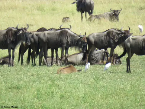 Gnus.jpg