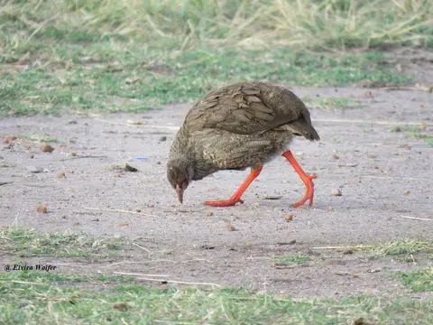 Red-neckedSpurfowl.jpg