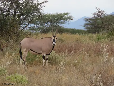 BeisaOryx1.jpg