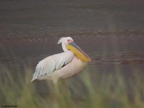 GreatwhitePelican.jpg
