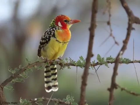 RedandyellowBarbet.jpg