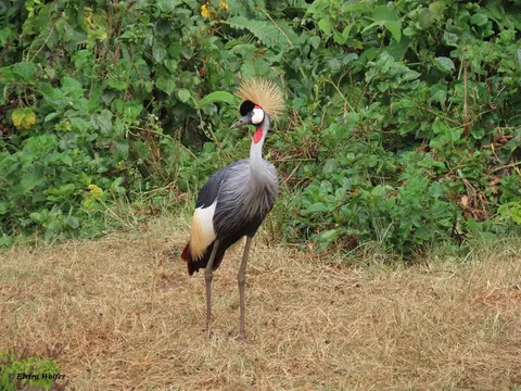 GreyCrownedCrane.jpg