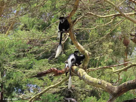 Colobus1.jpg