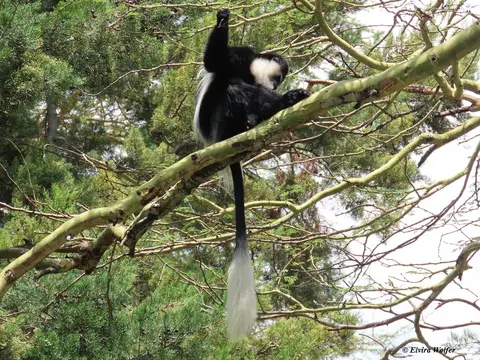 Colobus2.jpg