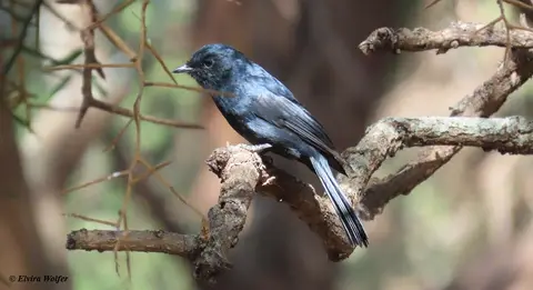 SouthernBlackFlycatcher.jpg
