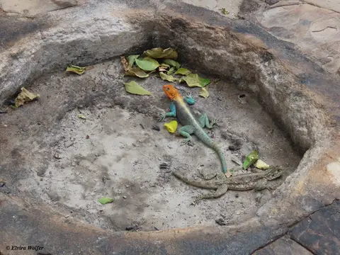 KenyaRed-headedRockAgama.jpg