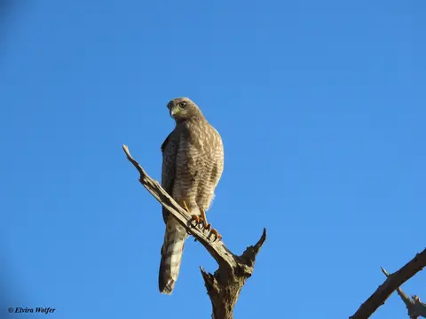 EasternChantingGoshawkjuvenile.jpg