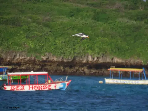 Lessercrestedtern.jpg