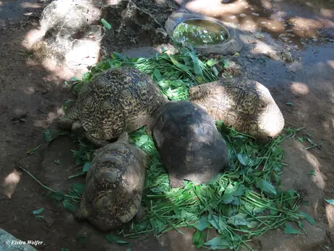 LeopardTortoise.jpg