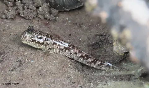 MudSkipper2.jpg