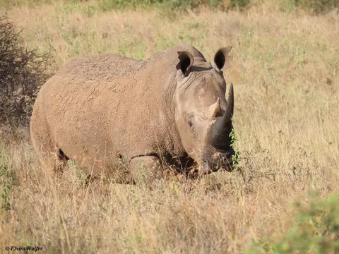 WhiteRhino2.jpg
